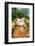 Pig-null-Framed Photographic Print