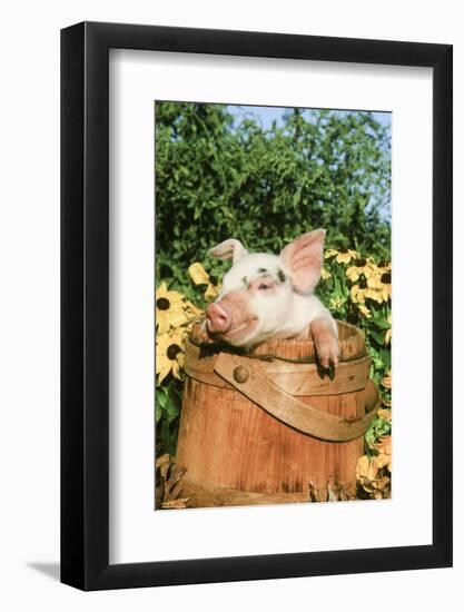 Pig-null-Framed Photographic Print