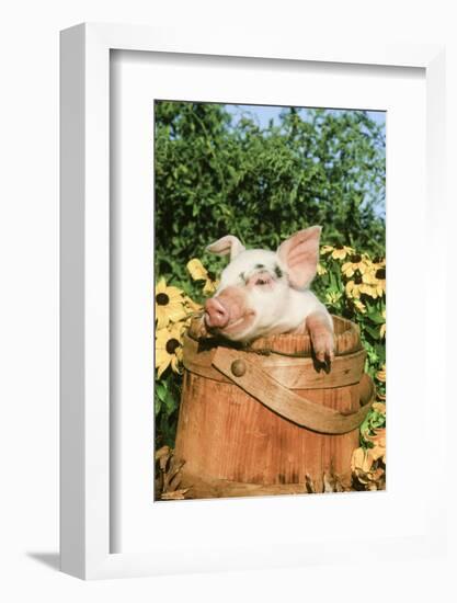 Pig-null-Framed Photographic Print