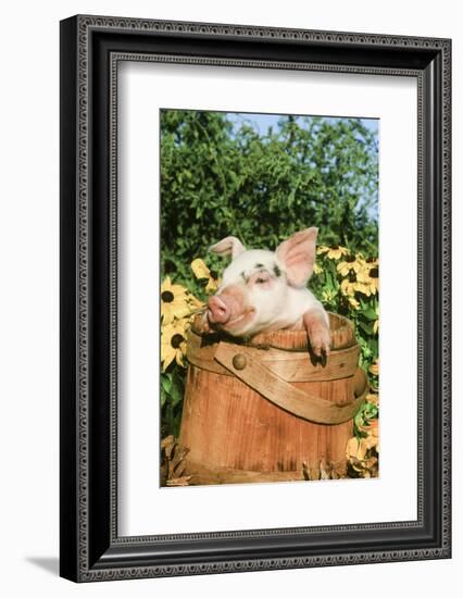 Pig-null-Framed Photographic Print