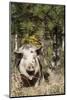 Pig-null-Mounted Photographic Print