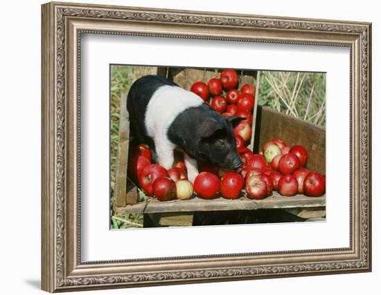 Pig-null-Framed Photographic Print