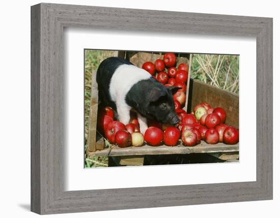 Pig-null-Framed Photographic Print