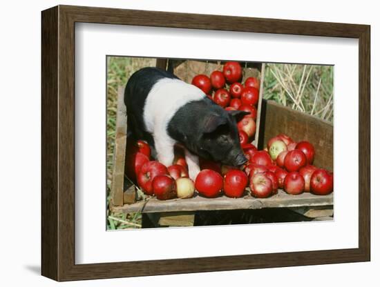 Pig-null-Framed Photographic Print