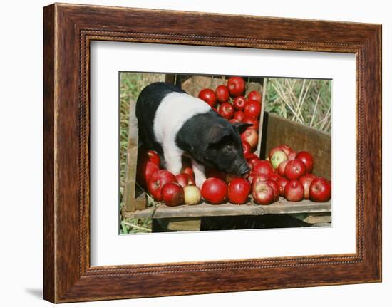 Pig-null-Framed Photographic Print