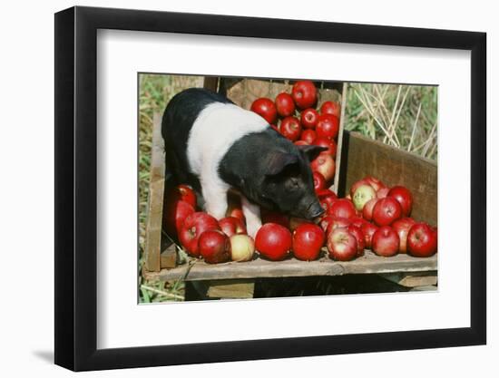 Pig-null-Framed Photographic Print