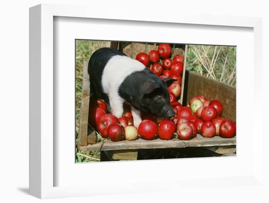 Pig-null-Framed Photographic Print