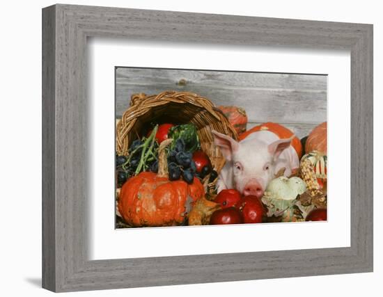 Pig-null-Framed Photographic Print