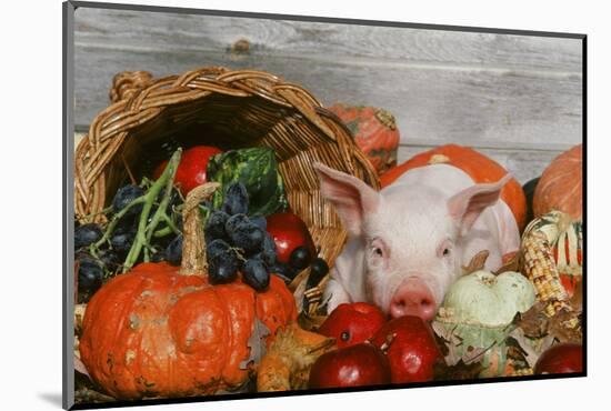 Pig-null-Mounted Photographic Print