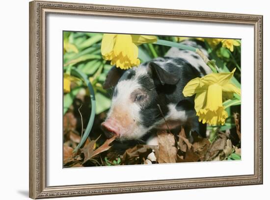 Pig-null-Framed Photographic Print