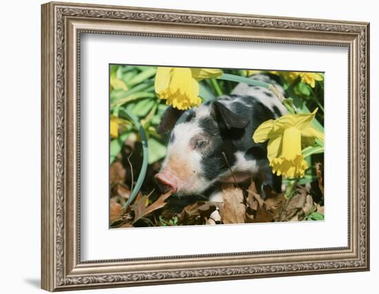 Pig-null-Framed Photographic Print