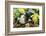 Pig-null-Framed Photographic Print