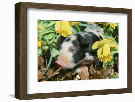 Pig-null-Framed Photographic Print