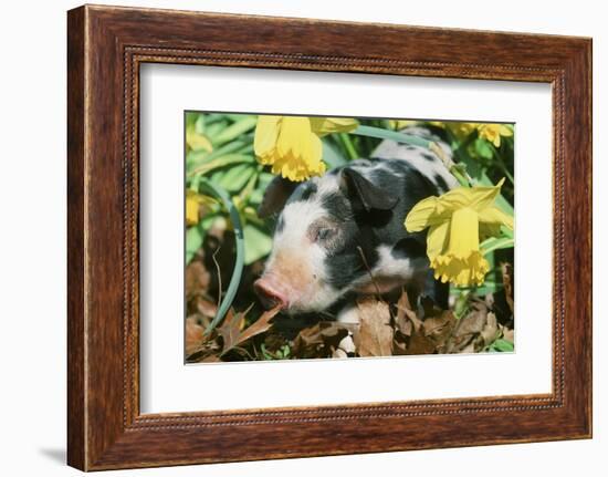 Pig-null-Framed Photographic Print