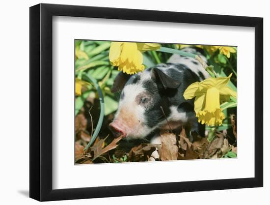 Pig-null-Framed Photographic Print