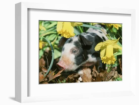 Pig-null-Framed Photographic Print