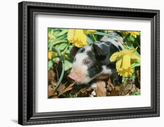 Pig-null-Framed Photographic Print