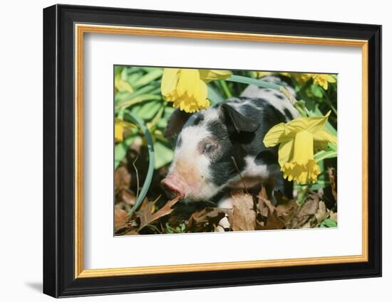 Pig-null-Framed Photographic Print