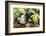 Pig-null-Framed Photographic Print