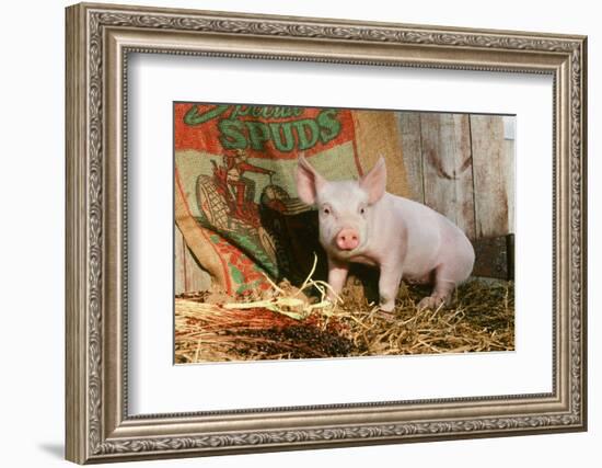 Pig-null-Framed Photographic Print