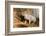 Pig-null-Framed Photographic Print