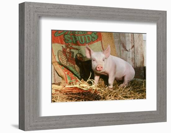 Pig-null-Framed Photographic Print