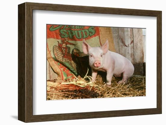 Pig-null-Framed Photographic Print