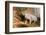 Pig-null-Framed Photographic Print