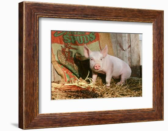 Pig-null-Framed Photographic Print