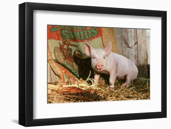 Pig-null-Framed Photographic Print