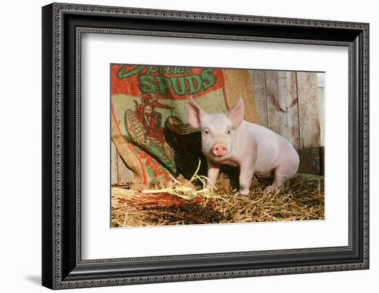 Pig-null-Framed Photographic Print