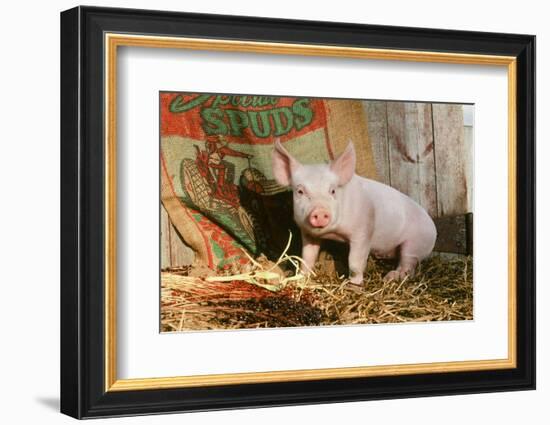 Pig-null-Framed Photographic Print