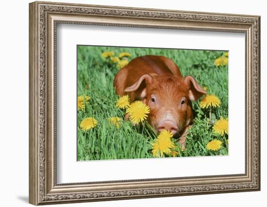 Pig-null-Framed Photographic Print