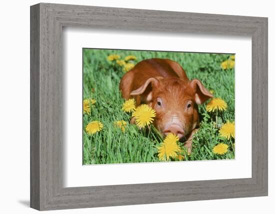 Pig-null-Framed Photographic Print