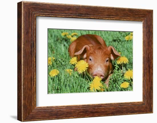 Pig--Framed Photographic Print