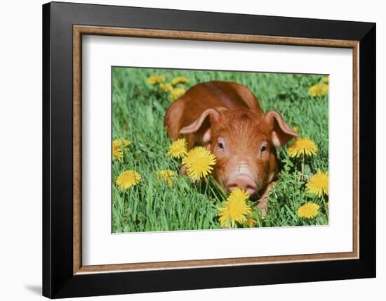 Pig-null-Framed Photographic Print