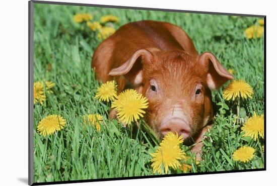 Pig-null-Mounted Photographic Print