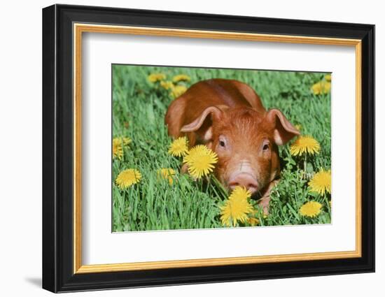 Pig-null-Framed Photographic Print