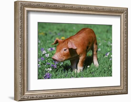 Pig-null-Framed Photographic Print