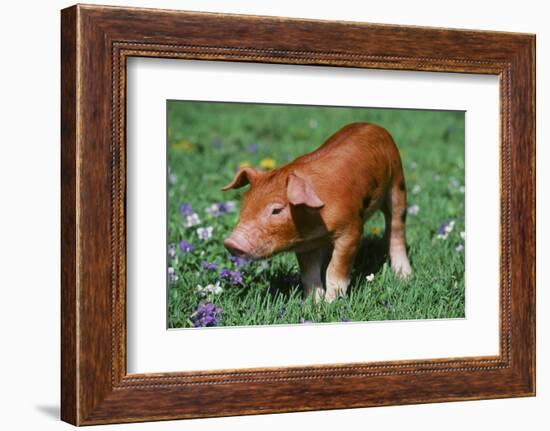 Pig-null-Framed Photographic Print