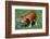 Pig-null-Framed Photographic Print