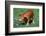 Pig-null-Framed Photographic Print