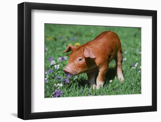 Pig-null-Framed Photographic Print