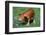 Pig-null-Framed Photographic Print