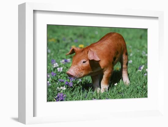 Pig-null-Framed Photographic Print