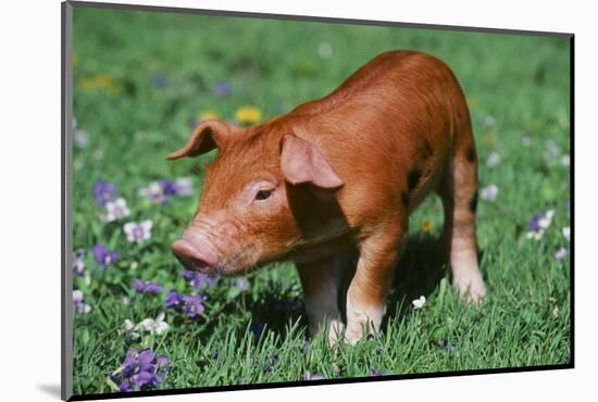 Pig-null-Mounted Photographic Print