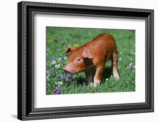 Pig-null-Framed Photographic Print