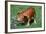 Pig-null-Framed Photographic Print