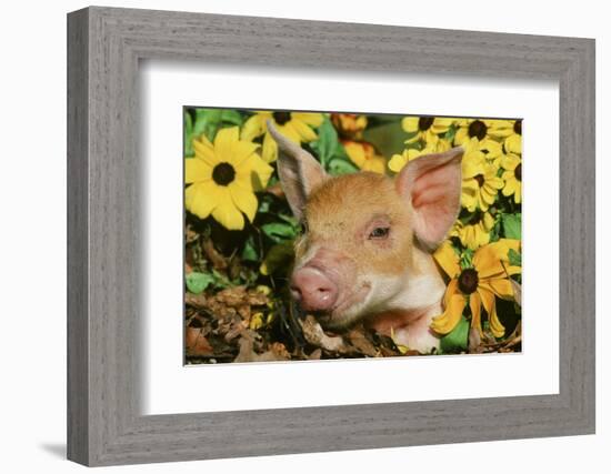 Pig-null-Framed Photographic Print