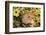 Pig-null-Framed Photographic Print